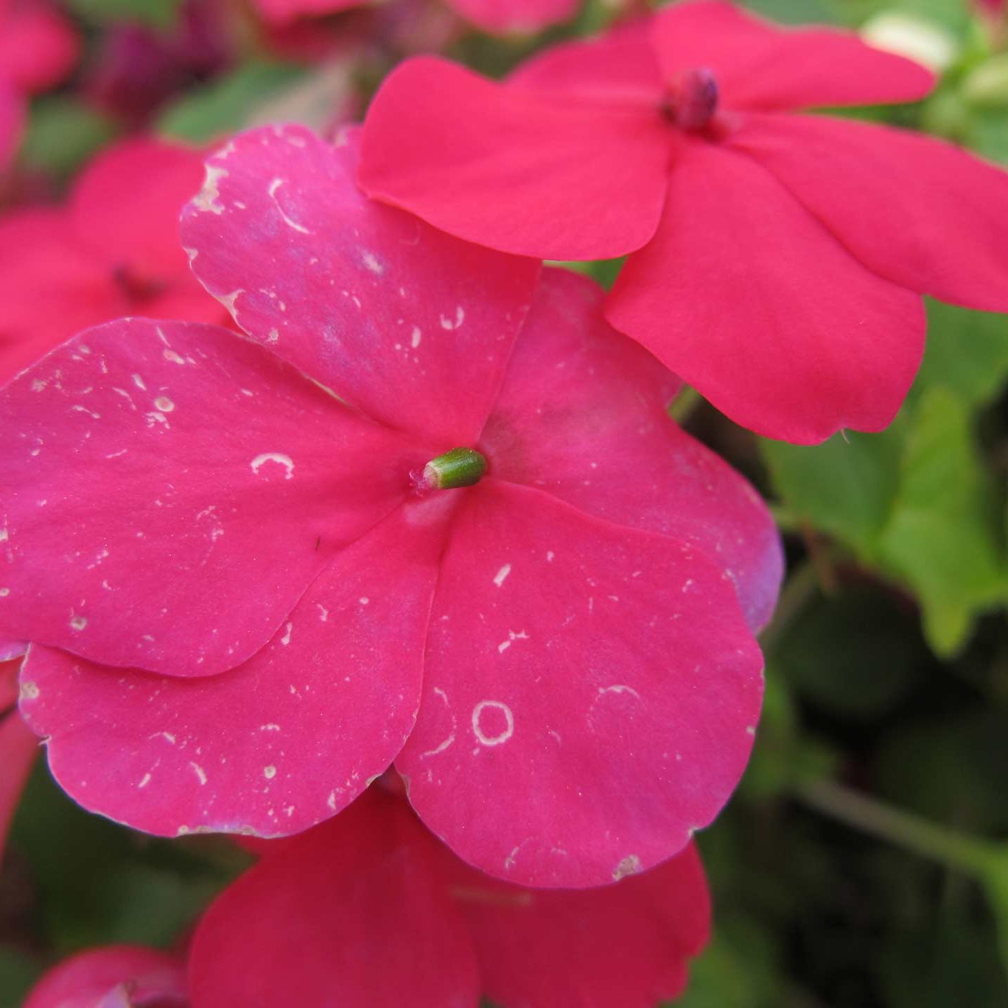 Pink flower 