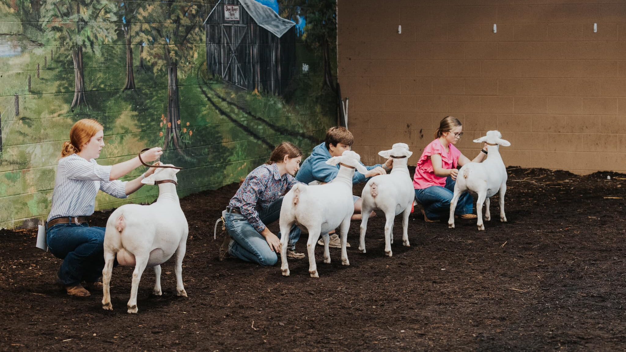 Participants showing sheep in show ring at Appalachian Fairgrounds in Gray, TN. 